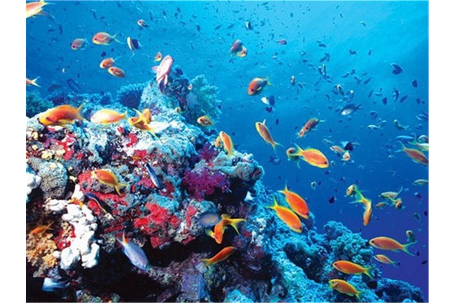 IMO’s global action to protect marine biodiversity